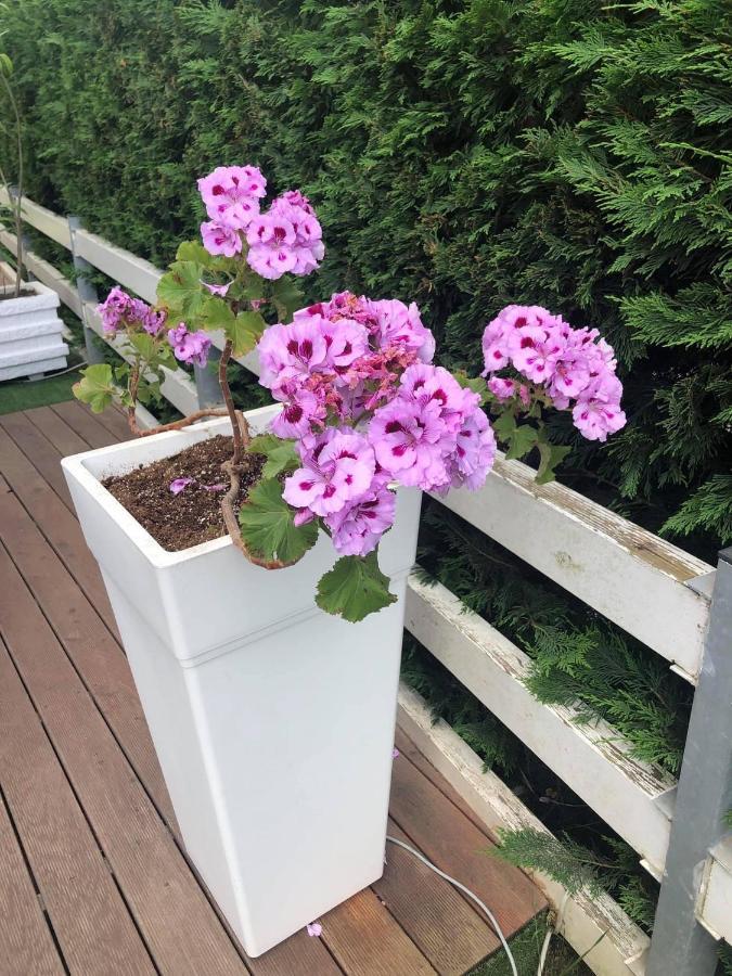 Rezidenca Primavera Apartments ドゥラス エクステリア 写真